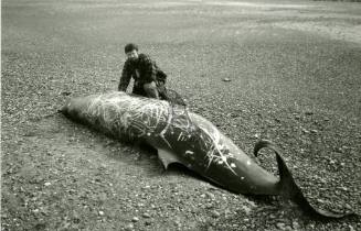 Stejneger's Beaked Whale