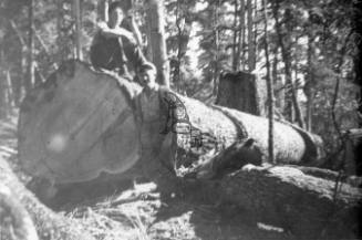 Sewall Logging