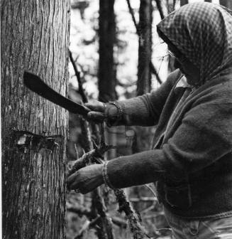 Florence Davidson cutting cedar bark