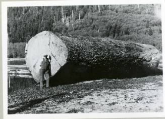 Morgan's Logging Camp