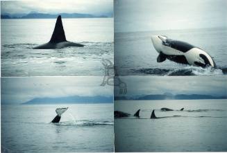 Killerwhale Identification Project