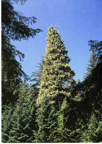 Golden Spruce Postcard