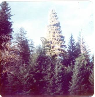 Golden Spruce
