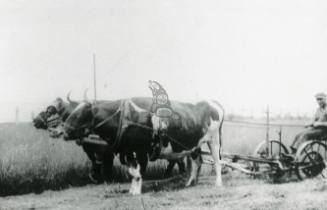 Lawn Hill-Cart & Oxen