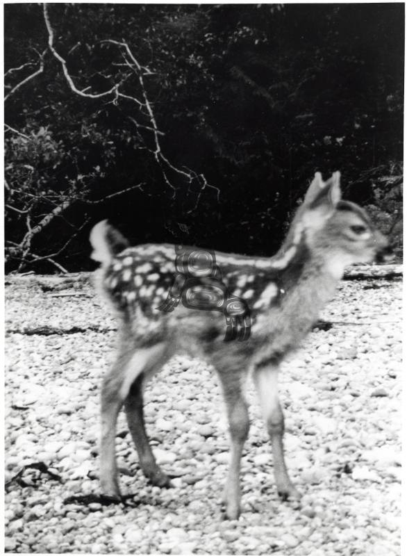 Alliford Bay Deer