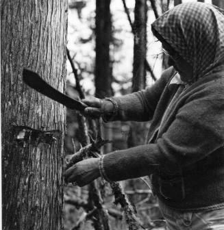 Florence Davidson cutting cedar bark