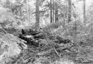 Camp Wilson Remains