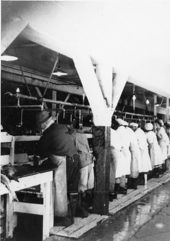 Pacofi Workers