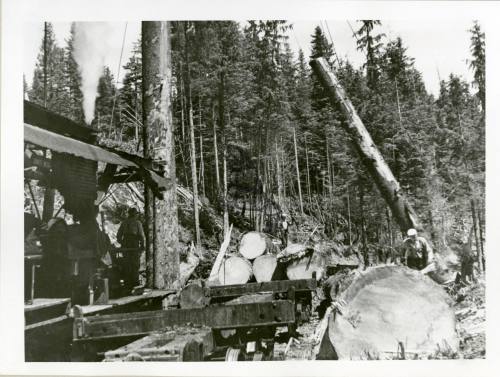 Queen Charlotte Islands Logging